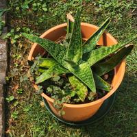 piante grasse in vaso 
