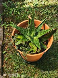 piante grasse in vaso 