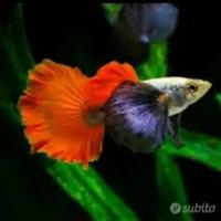 Guppy dumbo red tail selezionati
