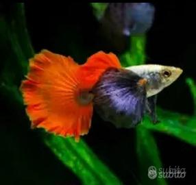 Guppy dumbo red tail selezionati