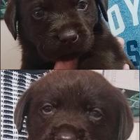Labrador