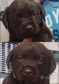 Labrador
