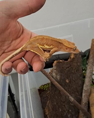 Gechi ciliatus