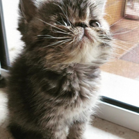 Gattini Persiani Esotici