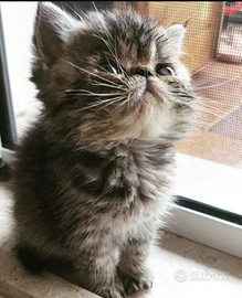 Gattini Persiani Esotici