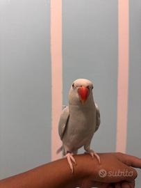 Pappagallo al collare