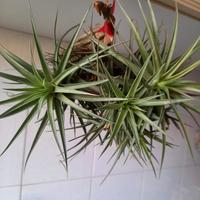 pianta di tillandsia