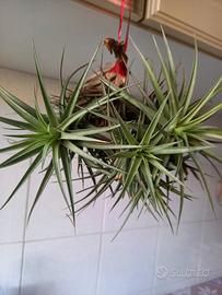 pianta di tillandsia