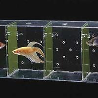 Bettiere 2 e 4 posti per acquario