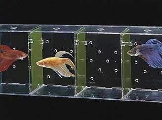 Bettiere 2 e 4 posti per acquario