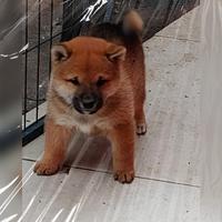 Shiba inu pedigree ENCI