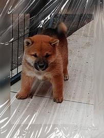 Shiba inu pedigree ENCI