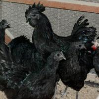 Galline ornamentali ceymani total black