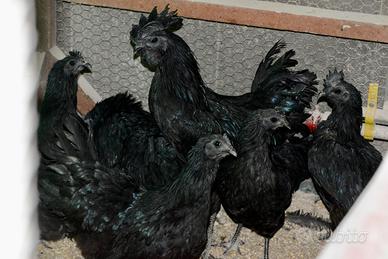 Galline ornamentali ceymani total black