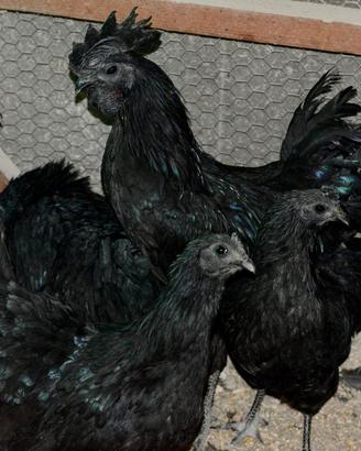 Galline ornamentali ceymani total black