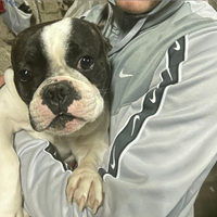 Bulldog francese
