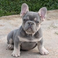 Cuccioli bulldog francese lilac tan