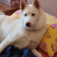 Husky di quasi 10 mesi