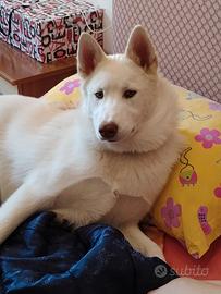Husky di quasi 10 mesi