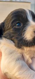 Cucciolo springer