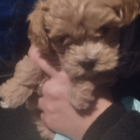 Barboncini toy albicocca