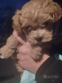 Barboncini toy albicocca