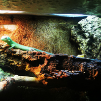 Gastropholis prasina maschio 1 anno