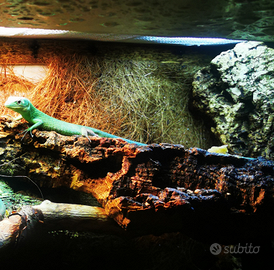 Gastropholis prasina maschio 1 anno