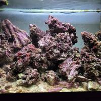 Rocce vive delle Fiji