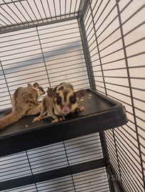 Petauri dello zucchero