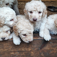 Cuccioli cane lagotto romagnolo