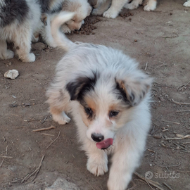 Pastore Australiano - Maschio