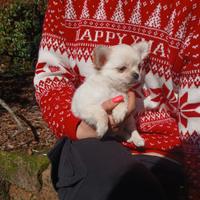 Chihuahua toy