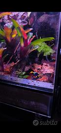 Rane dendrobates tinctorius tumucmaque