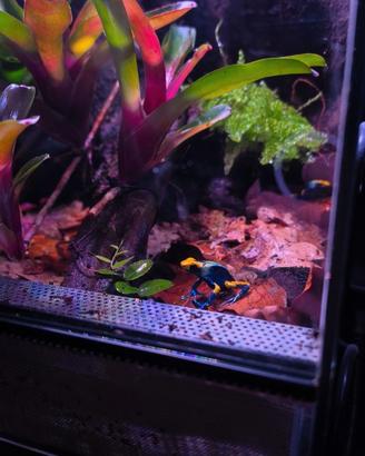Rane dendrobates tinctorius tumucmaque