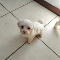 Cuccioli di razza maltese