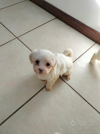 Cuccioli di razza maltese