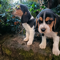 Beagle Elisabeth maschi