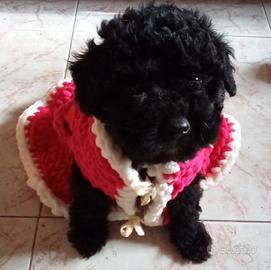 Cuccioli meravigliosi di barboncino