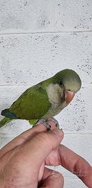 Pullo di parrocchetto Monaco svezzato