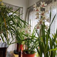 Orchidea profumatissima 