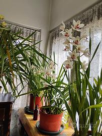 Orchidea profumatissima 