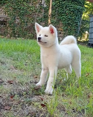 Akita inu