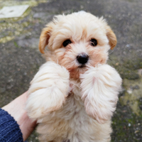 Maltipoo Mini Toy Femmina