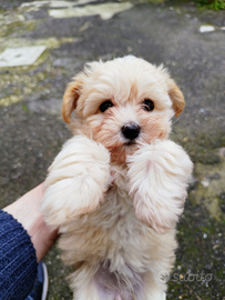 Maltipoo Mini Toy Femmina