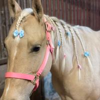 Quarter horse femmina