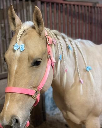 Quarter horse femmina