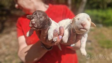 Cane CUCCIOLO LAGOTTO ROMAGNOLO