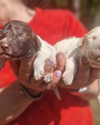 Cane CUCCIOLO LAGOTTO ROMAGNOLO