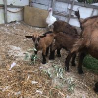 Animali caprette